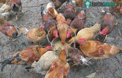 Những sự thật gây choáng về loài gà ít ai nghĩ đến