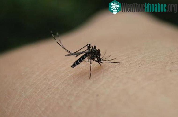 Thế giới của những loài hút máu