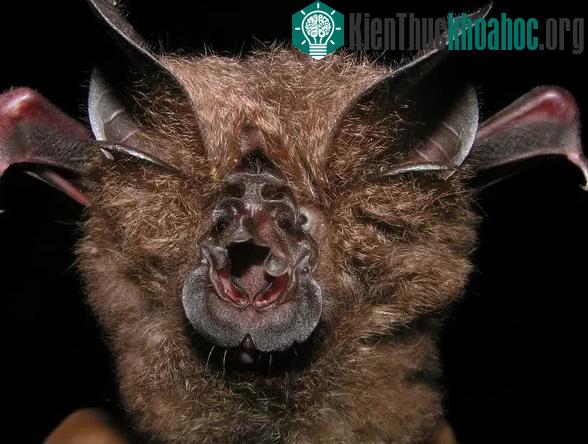 Loài dơi Rhinolophus francisi thailandicus với bộ mặt kỳ cục, được cho là phân loài của loài dơi mới được phát hiện.
