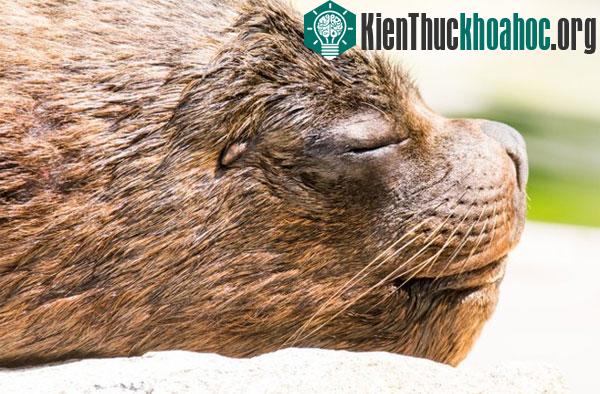 Những loài vật mở một mắt trong khi ngủ ảnh 4