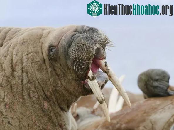 Cuộc đua “xem răng ai khỏe nhất” trong vương quốc động vật