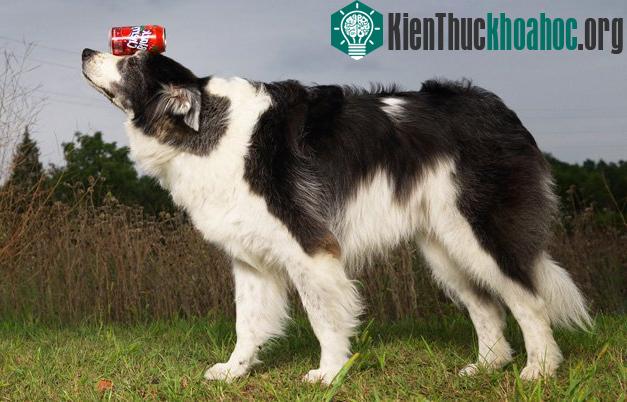 Sweet Pea, một chú chó mang dòng máu chó Chăn cừu Úc và Border Collie