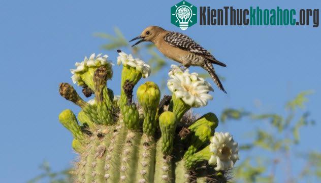 10 bí mật thú vị về loài chim gõ kiến