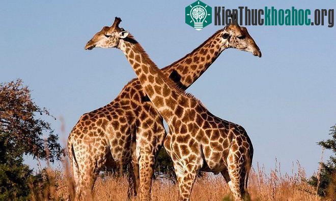 Những điều kỳ lạ về giấc ngủ động vật