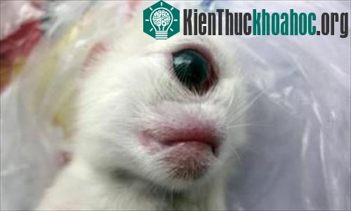Những con vật lạ thường