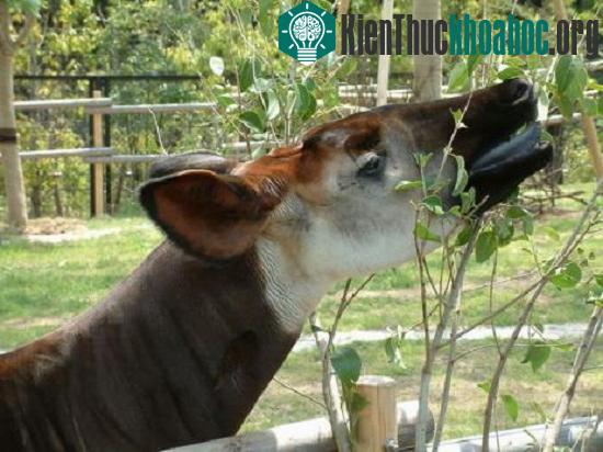 Loài Okapi ẩn hiện