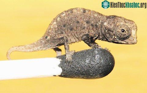 Kỳ lạ những loài động vật tí hon nhất thế giới- ảnh 5