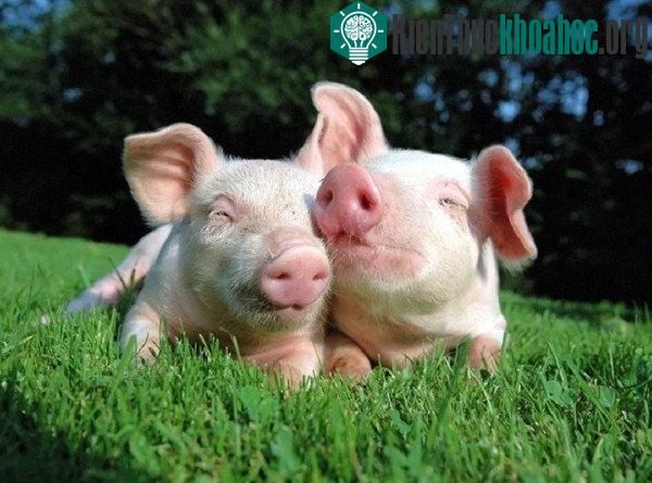 Những hiểu lầm về loài heo mà mọi người mắc phải