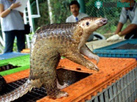 Với lớp vảy cứng, loài tê tê gần như không phải lo ngại kẻ thù nào.