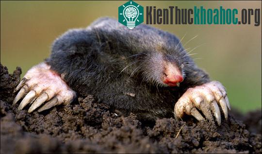 Khám phá bí ẩn về thế giới động vật ảnh 4