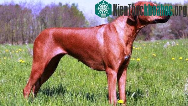 Rhodesian Ridgeback