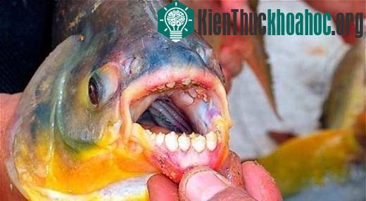 Những điều đáng sợ bạn chưa biết về thế giới tự nhiên