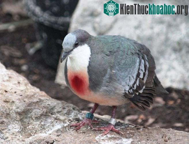 Loài chim bồ câu kỳ lạ với “trái tim rỉ máu” ở ngực