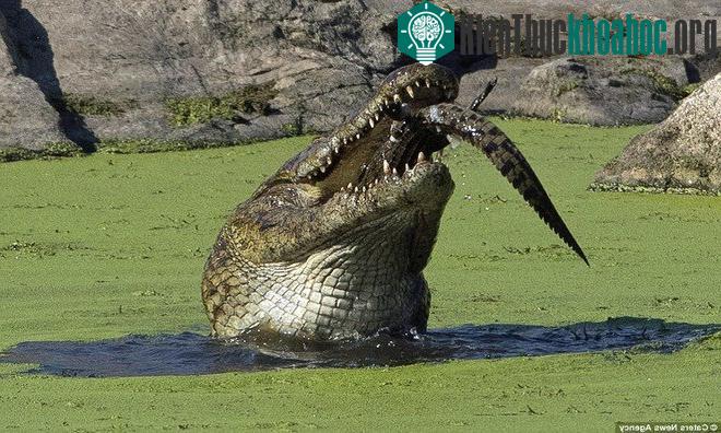 Cá sấu sông Nile nuốt chửng đồng loại không thương tiếc