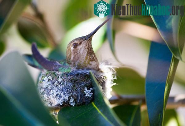 Kinh ngạc với những tổ chim kỳ lạ trên thế giới