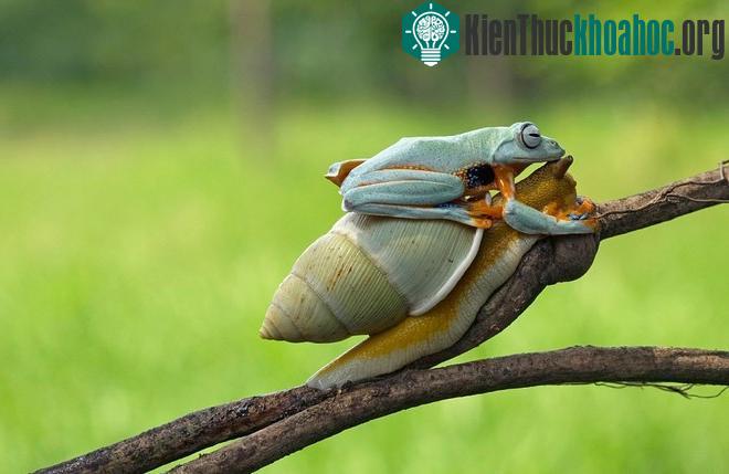 Ếch lười biếng, đi nhờ ốc sên
