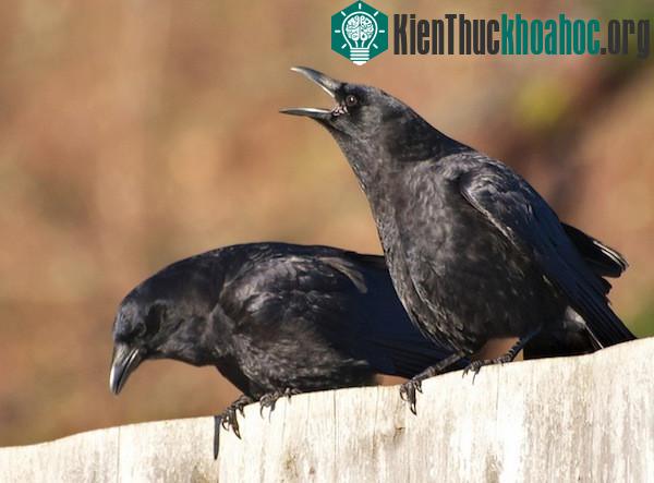Kinh ngạc trước khả năng siêu anh hùng ở các loài động vật