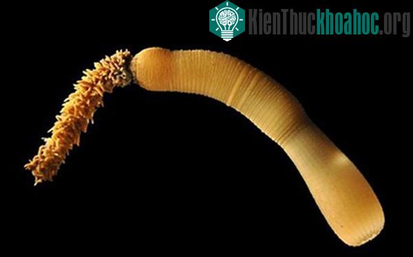 Ngày nay, sâu dương vật vẫn tồn tại và sống trong các lớp trầm tích đại dương.