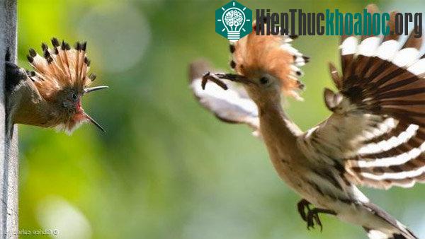 Khám phá những siêu năng lực của trứng các loài chim