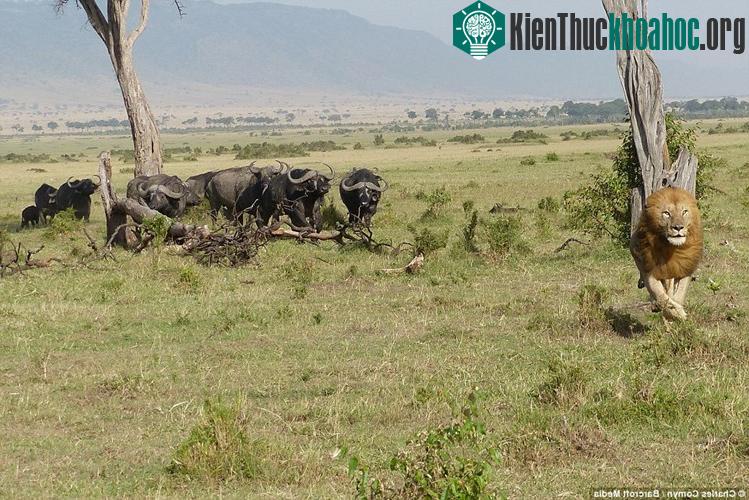 Kinh ngạc với cảnh sư tử sợ hãi leo lên cây chạy trốn bầy trâu rừng hung dữ