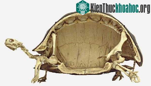 Khám phá sửng sốt về mai rùa