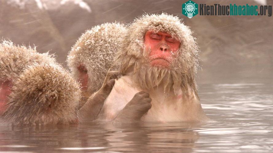 10 điểm loài khỉ giống hệt với con người