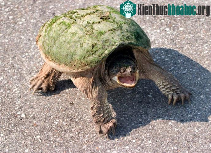 Điểm danh động vật có âm thanh độc nhất vô nhị