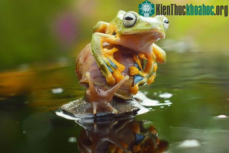 Ếch ranh mãnh bắt sên cõng qua hồ