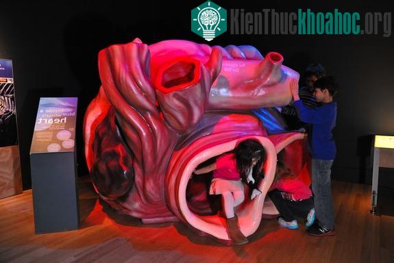 Khám phá gây sốc về trái tim động vật