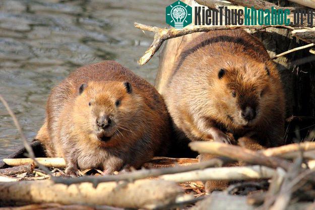 Khám phá những khả năng khó tin của động vật