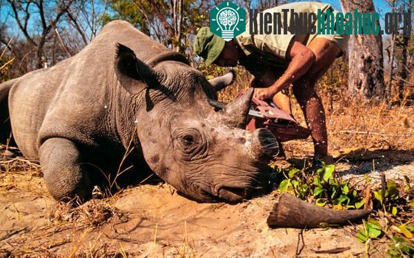 Sừng của Sudan được cưa đi để những kẻ săn trộm buông tha chú