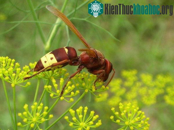 Loài ong bắp cày phương Đông kỳ lạ có thể tích điện đồng thời cách điện. (Ảnh minh họa)