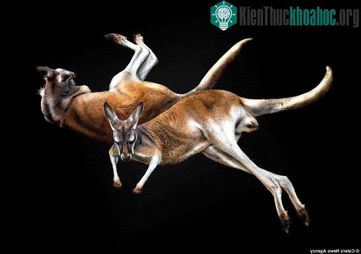 Con hồ này trông rất hiền và dễ thương khi ngủ.