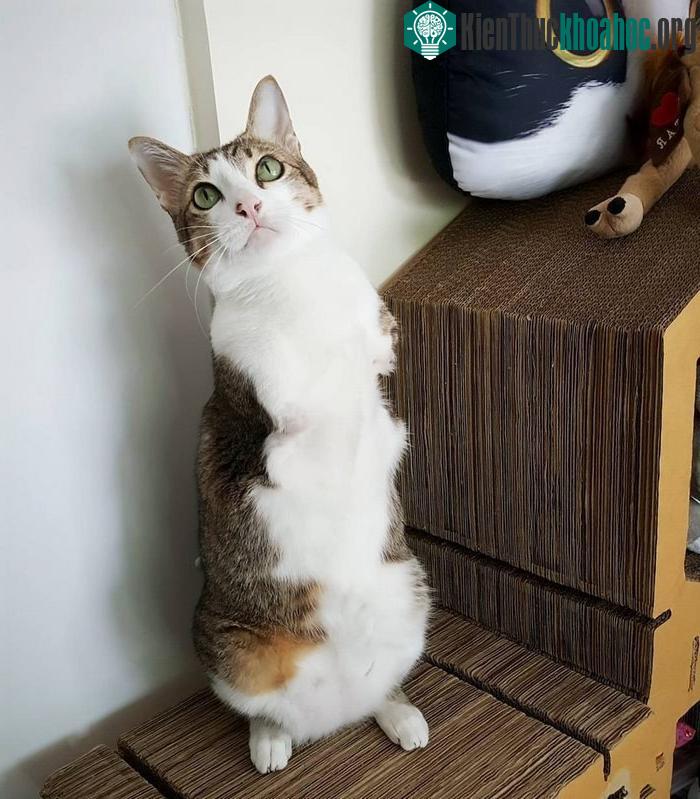 Able được đông đảo cư dân mạng yêu thích, họ nói nó đã truyền cảm hứng cho họ