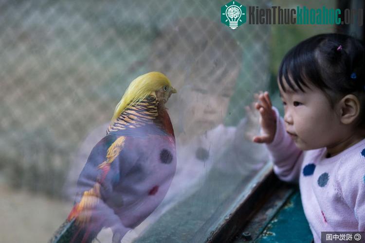 Bé gái đang ngắm nhìn chú chim nổi tiếng.
