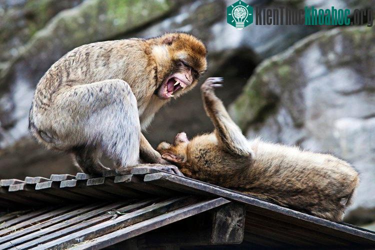 Các loài linh trưởng cũng tàn nhẫn không kém khi xếp vị trí thứ 3 trong danh sách.