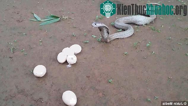 Rắn hổ mang chúa chủ yếu ăn các loài rắn khác, động vật có vú nhỏ, thằn lằn và trứng.