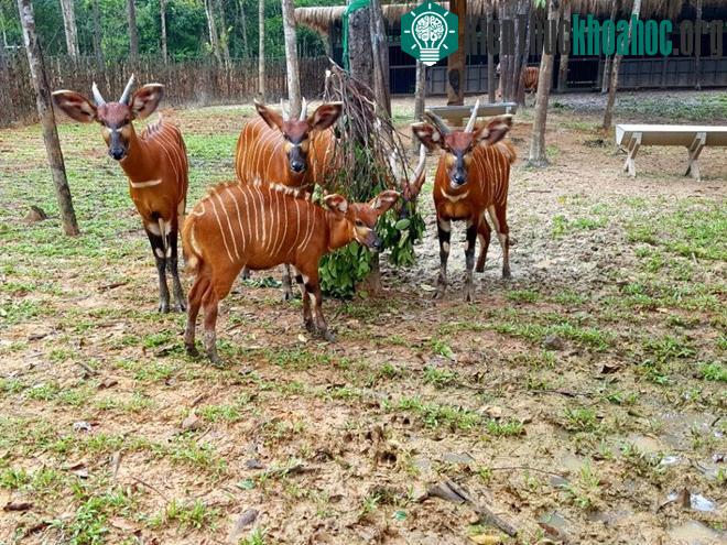 Hai cặp hổ con Bengal ra đời tại Vinpearl Safari Phú Quốc ảnh 5