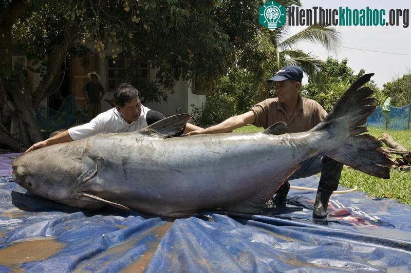 Cá da trơn khổng lồ sông Mê Kông nằm trong số những loài cá nước ngọt lớn nhất thế giới.