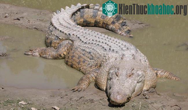 15 loài vật khổng lồ nhất thế giới- ảnh 6