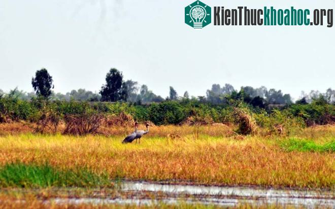 Không chỉ Tràm Chim, sếu đầu đỏ từng xuất hiện ở Làng Sen (Long An), với số lượng rất ít, chỉ 7 cá thể vào năm 2008, sau đó tăng thêm nhưng đến năm 2013 thì không còn.