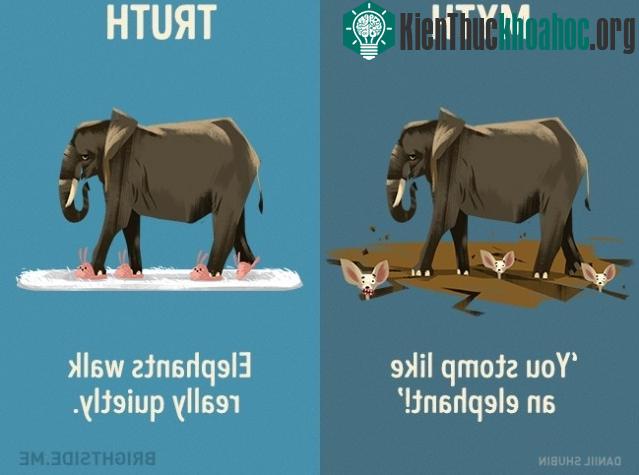 "Bạn dậm chân như một con voi!" Sự thật là voi đi rất yên lặng.