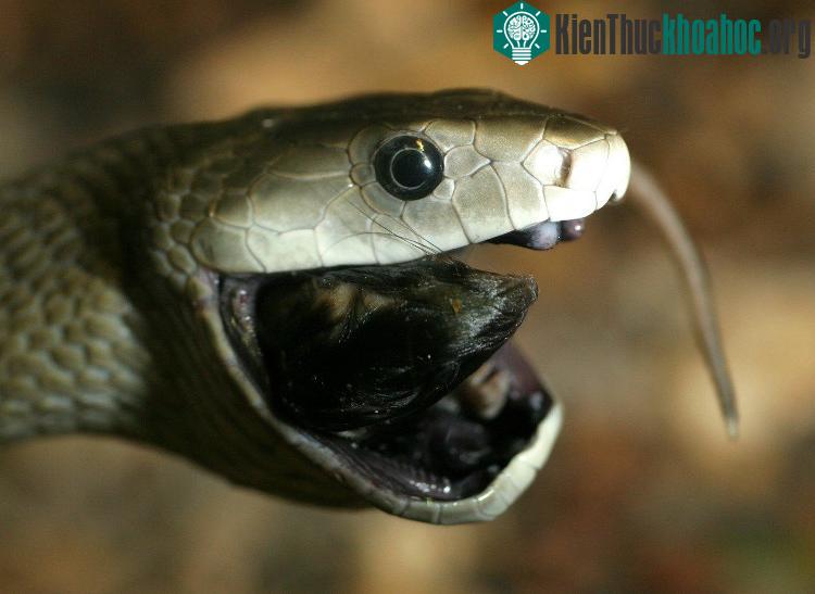 Khoang miệng đen xì này chính là lý do vì sao chúng được gọi là Mamba Đen.