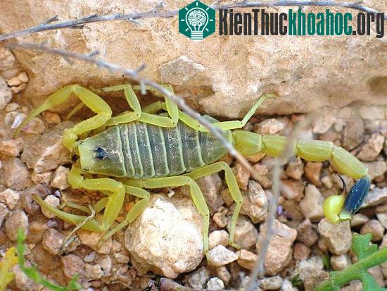 Bọ cạp thường kiếm ăn vào buổi đêm, và đến ban ngày chúng nghỉ ngơi trong các hố hoặc lỗ ở những tảng đá lớn.