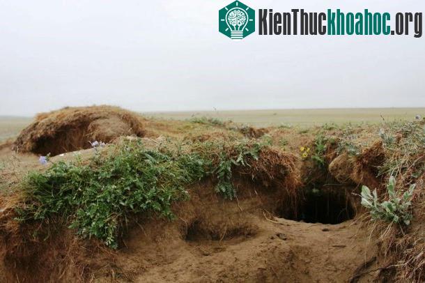 Cáo Bắc cực sống trong các hang dưới đất, có niên đại từ hàng thế kỷ, được sử dụng bởi nhiều thế hệ cáo.