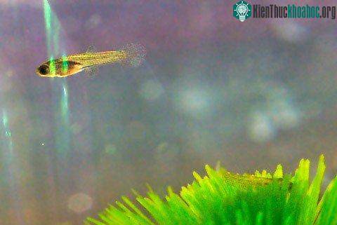 Sau một vài phút, cá bột bắt đầu trở nên hoạt bát và bơi những nhịp đầu tiên.