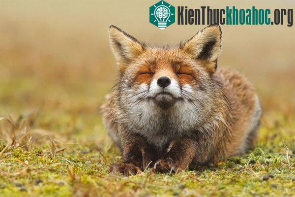 Cáo đỏ thường có bộ lông màu nâu vàng điển hình