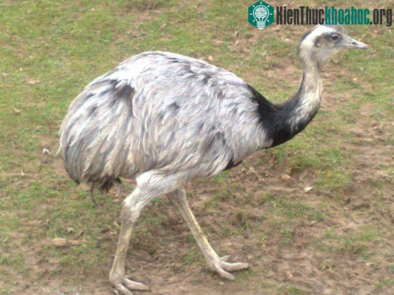 Chim Rhea