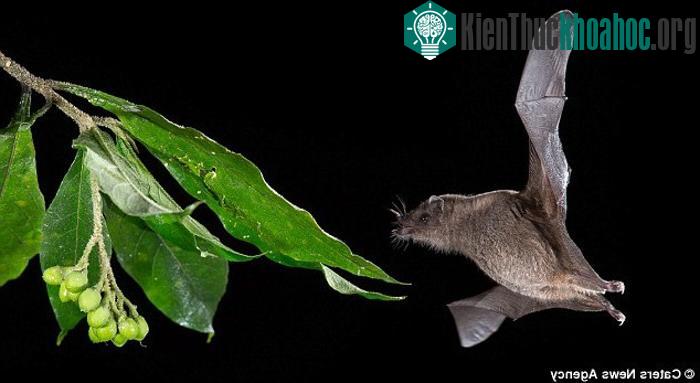 "Tôi nhìn thấy dơi bay tới một số bông hoa, tôi nghĩ rằng đó là cảnh tượng tuyệt vời không thể bỏ qua"