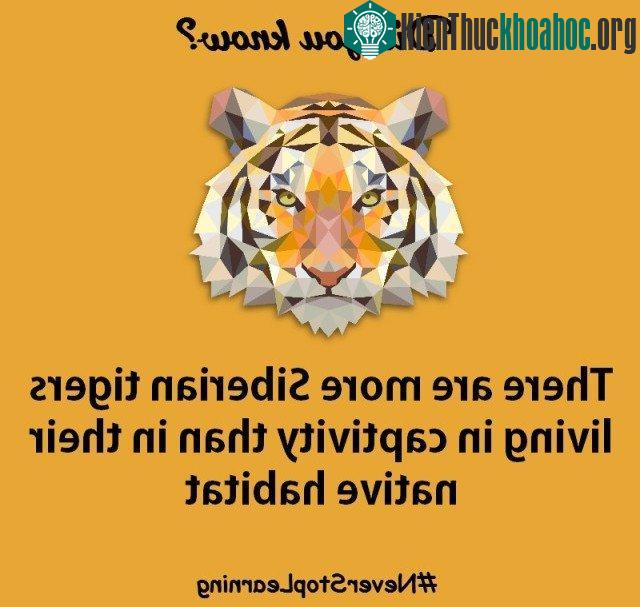 Có nhiều hổ Siberia sống trong điều kiện nuôi nhốt hơn môi trường sống tự nhiên.
